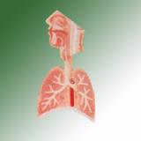 HUMAN RESPIRTORY SYSTEM